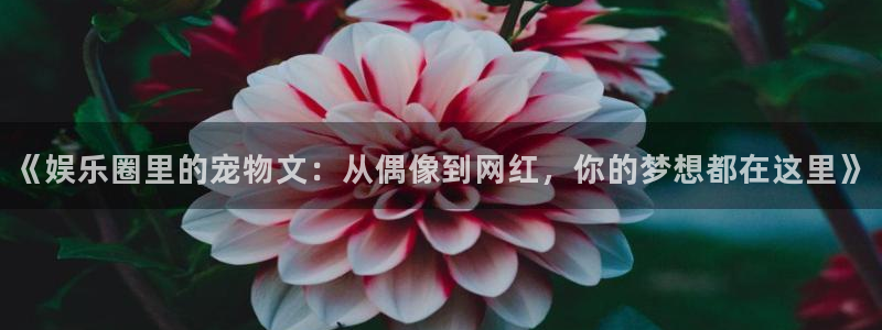 恒行5官网体验k88v典cc